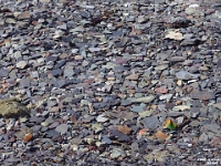 67024CrLe - Walking on the shale and slate on Blue Beach at low tide, Hantsport, NS   Each New Day A Miracle  [  Understanding the Bible   |   Poetry   |   Story  ]- by Pete Rhebergen